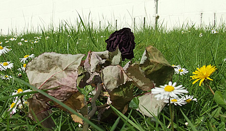 Auf diesem Bild sieht man eine verdorrte Rose neben einem fiedelen Gänseblümchen.