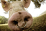 Auf diesem Bild sieht man ein Schwein mit Nasenring,