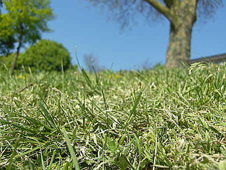 Auf diesem Foto sieht man vor allem Gras.